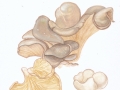 Pleurotus pulmonarius  (Fr.: Fr.) Quél. , Lungen-Seitling , Sommer-Seitling , NPH