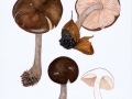 Pluteus cervinus (Schaeff.: Fr.) Kumm. , Rehbrauner Dachpilz