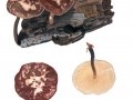 Polyporus brumalis Pers.: Fr. , Winter-Stielporling
