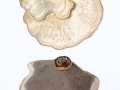 Postia guttulata (Sacc.) Jülich , Getropfter Saftporling