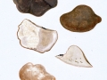 Postia tephroleuca (Fr.) Jülich , Grauweißer saftporling