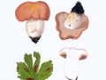 Clitopilus geminus (Paulet) Noordel. & Co-David , Würziger Tellerling , Fleischroter Tellerling