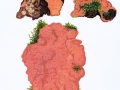 Rhodonia placenta (Fr.) Niemelä et al. , Rosafarbener Saftporling , Rosafarbener Nadelholz-Saftporling