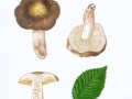 Russula carpini R. Girard & Heinem. , Hainbuchen-Täubling
