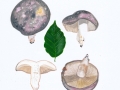 Russula cyanoxantha (Schaeff.) Fr. , Frauen-Täubling , NPH