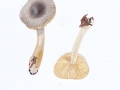 Russula nauseosa Geriefter Weich-Täubling , Bunter Fichten-Täubling  , NPH