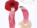 Russula sanguinaria (Schumach.) Rauschert , Blutroter Täubling