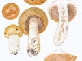 Russula  subfoetens W.G. Sm. , Gilbender Stink-Täubling