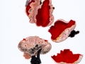 Sarcoscypha coccinea (Scop.: Fr.) Lambotte , Scharlachroter Kelchbecherling , Echter Prachtbecherling