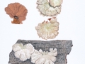 Schizophyllum commune Fr.: Fr. , Gemeiner Spaltblättling
