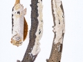 Schizospora paradoxa (Schrad.: Fr.) Donk , Veränderlicher Spaltporling