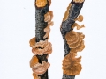 Stereum hirsutum (Willd.: Fr.) Pers. , Striegeliger Schichtpilz