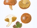 Suillus granulatus  (L.: Fr.) Roussel , Körnchen-Röhrling , SchmerlingNPH