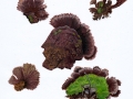 Telephora terrestris Erh.: Fr. , Erdwarzenpilz