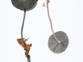 Tephrocybe rancida (Fr.) Donk , Wurzelndes Graublatt