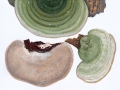 Trametes hirsuta (Wulfen: Fr.) Pilát , Striegelige Tramete