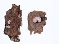 Tremella encephala Pers. , Weißkerniger Zitterling , Alabaster-Kernling