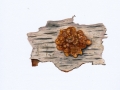 Tremella foliacea Pers. , Rotbrauner Zitterling , Blattartiger Zitterling