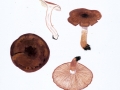 Tricholoma albobrunneum (Pers.: Fr.) Kumm. , Weißbrauner Ritterling