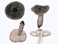 Tricholoma atrosquamosum (Chevall.) Sacc. , Pfeffriger Schuppen-Ritterling , Schwarzschuppiger Ritterling