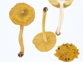 Tricholoma frondosae Kalamees & Shchukin , Pappel-Grünling , Laubwald-Grünling