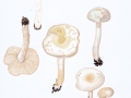 Tricholoma lascivum (Fr.) Gillet , Widerlicher Ritterling