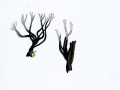 Xylaria hypoxylon (L.) Grev. , Geweihförmige Holzkeule