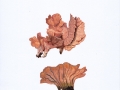 Abortiporus biennis (Bull.: Fr.) Singer , Rötender Saftwirrling