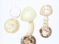 Amanita citrina  Pers. , Gelber Knollenblätterpilz , . NPH
