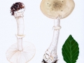 Amanita eliae Quél. , Isabellfarbener Wulstling , Kammrandiger Wulstling ,, NPH
