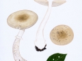 Amanita eliae  Quél. , Isabellfarbener Wulstling, Kammrandiger Wulstling2, NPH