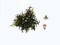 Arrhenia spathulata (Fr.: Fr.) Redhead , Seitlingsartiger Adermoosling