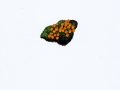 Byssonectria terrestris  (Alb. & Schwein.) Pfister , Spindelsporiges Aggregatbecherchen2,5 x