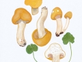 Calocybe gambosa var. flavida Bellù & Turrini , Maipilz , Georgspilz , Mai-Ritterling , gelbhütige Varietät