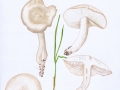 Calocybe gambosa (Fr.: Fr.) Donk , Maipilz, Georgspilz , Mairitterling