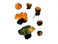 Caloscypha fulgens (Pers.) Boud. , Leuchtender Prachtbecher