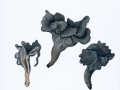 Craterellus cinereus (Pers.: Fr.) Donk , Graue Kraterelle , Grauer Pfifferling , Grauer Leistling