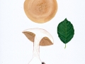 Cortinarius (Phleg.) anserinus (Velen.) Hry. , Buchenwald-Klumpfuß