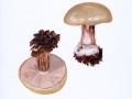 Cortinarius (Phleg.) anserinus (Velen.) Hry. Buchenwald-Klumpfuß , 2