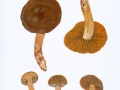 Cortinarius (Lepr.)  cotoneus  Fr. , Olivbrauner Raukopf