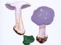 Cortinarius (Phleg.) eucaeruleus  Hry. , Adeliger Klumpfuß , 2