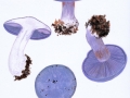 Cortinarius (Phleg.) eucaeruleus Hry. , Adeliger Klumpfuß ,  3