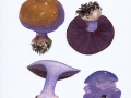 Cortinarius (Phleg.) eucaeruleus Hry. , Adeliger Klumpfuß , 4