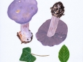Cortinarius (Phleg.) eucaeruleus Hry. , Adeliger Klumpfuß