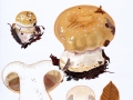 Cortinarius (Phleg.) saporatus  Britzelm. , Breitknolliger Klumpfuß , Velumflecken-Klumpfuß