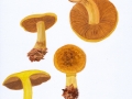 Cortinarius (Phleg.) splendens Hry. , Schöngelber Klumpfuß