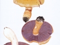 Cortinarius (Phleg.) varius (Schaeff.) Fr. , Semmelgelber Schleimkopf , Ziegelgelber Schleimkopf