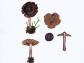 Cortinarius (Tel.) vernus , Lindström & Melot , Rosastieliger Frühlings-Wasserkopf