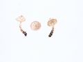 Cystolepiota moelleri Knudsen , Rosa Mehlschirmling
