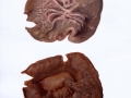 Discina ancilis (Pers.: Fr.) Kreisel , Nadelholz-Scheibenlorchel , Größter Scheibling